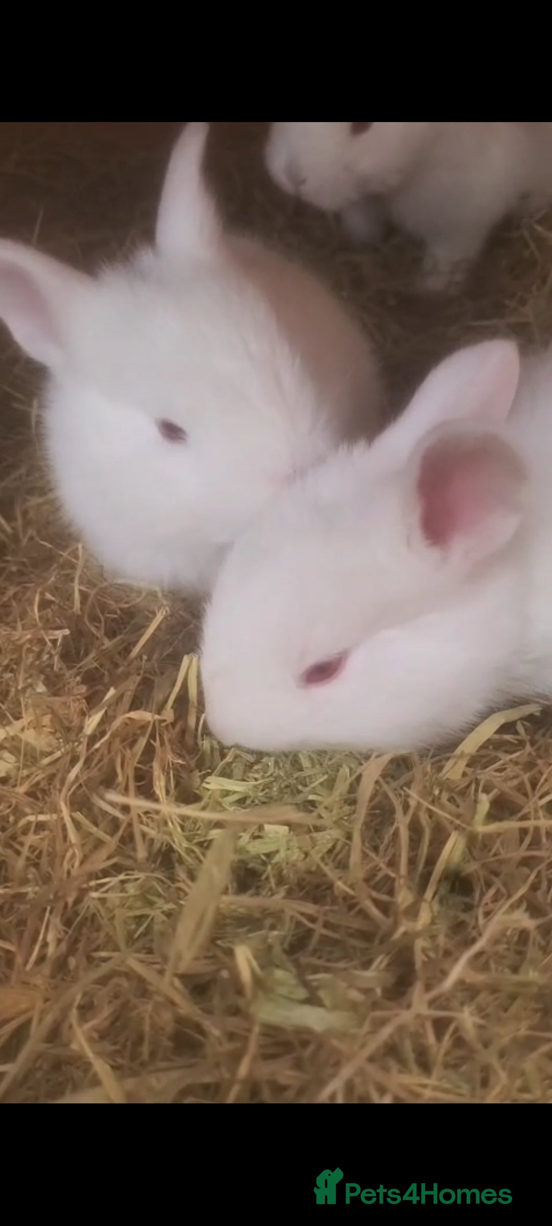 New Zealand rabbits for sale: Baby Newzealand white bunnies  - Image 3