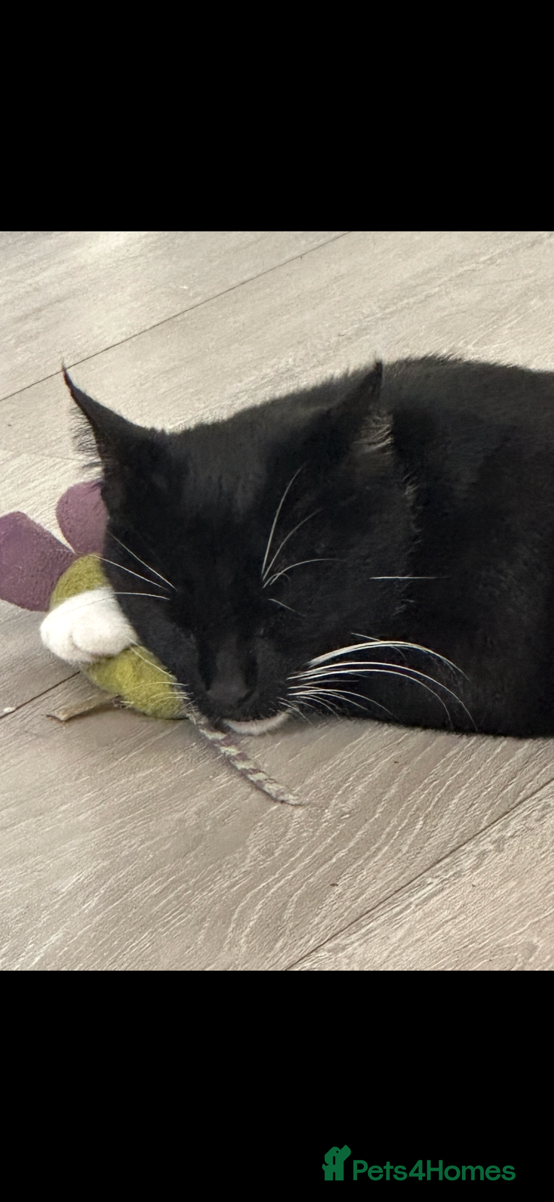 Mixed Breed cats for sale: Baby boy kitten for sale - Advert 15