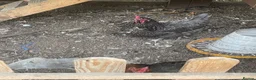 Chickens poultry for sale: Chicken for sale  in Dewsbury - Advert 4