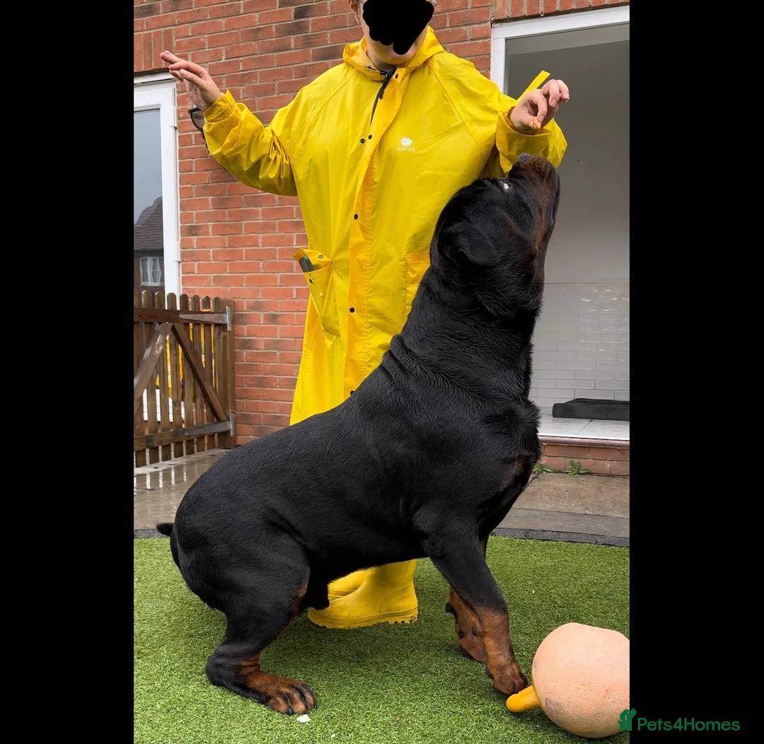 Rottweiler dogs for stud: HUGE HEALTH TESTED STUD - 0/0 hips 0/0 elbows in Bedford - Advert 4