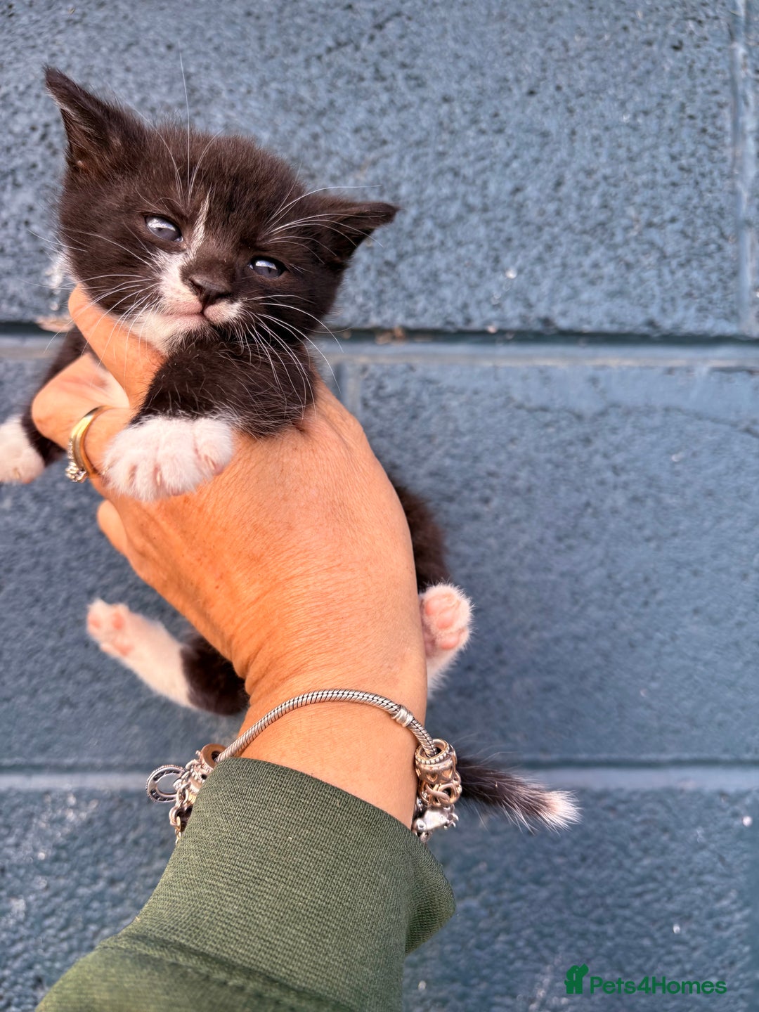 British Shorthair cats for sale: Beautiful kittens full of fun - Image 13