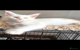 Maine Coon cats for sale: Pedigree XL Mainecoon kittens - Image 2