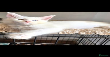 Maine Coon cats - Advert 1