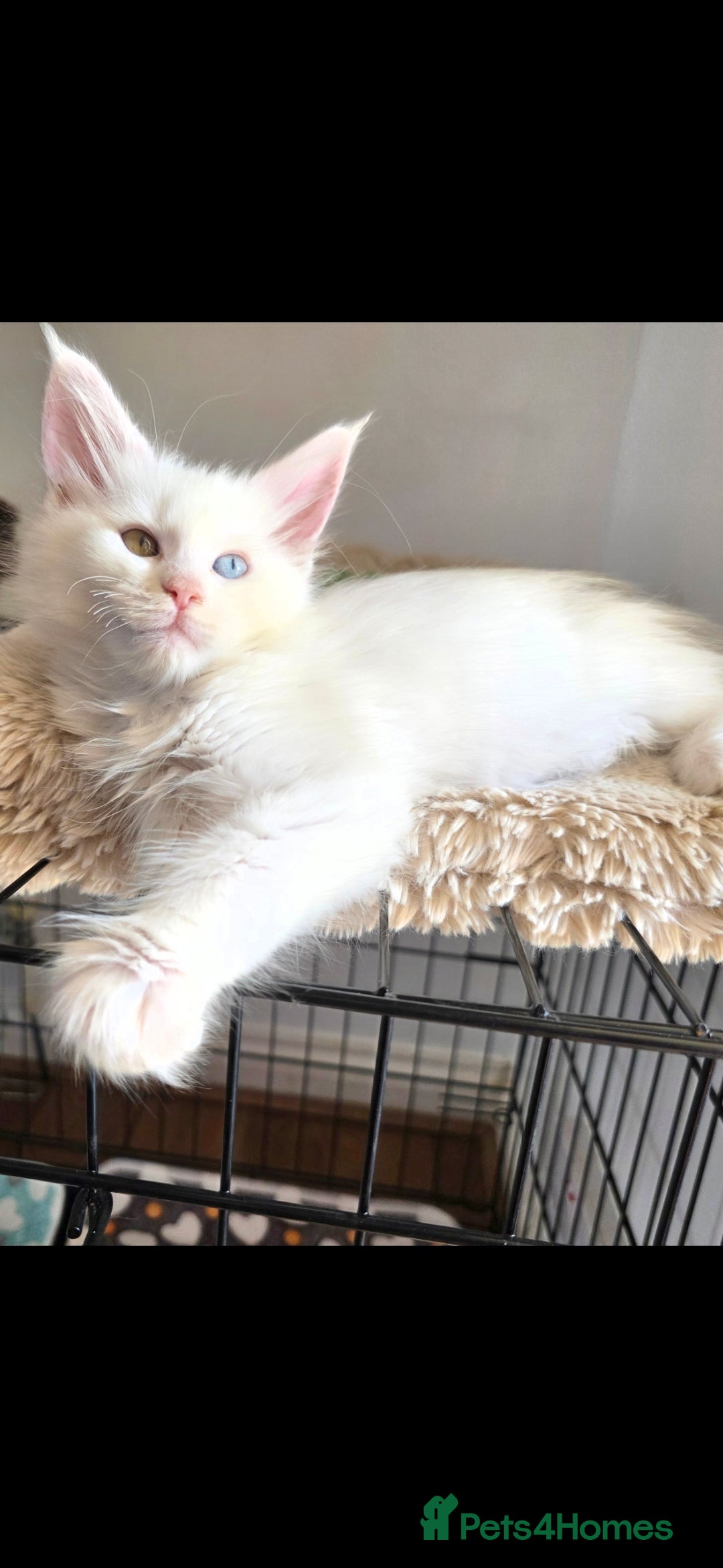 Maine Coon cats for sale: Pedigree XL Mainecoon kittens - Image 2