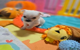 Mixed Breed dogs for sale: F1 Malchi puppys from health tested parents  - Image 10
