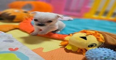 Mixed Breed dogs - Advert 15