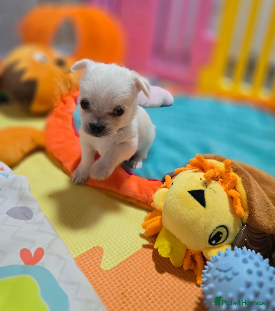 Mixed Breed dogs for sale: F1 Malchi puppys from health tested parents  - Image 10
