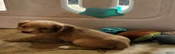 Cocker Spaniel dogs for sale: 7 BEAUTIFUL KC WORKING TYPE COCKER SPANIEL  - Advert 18