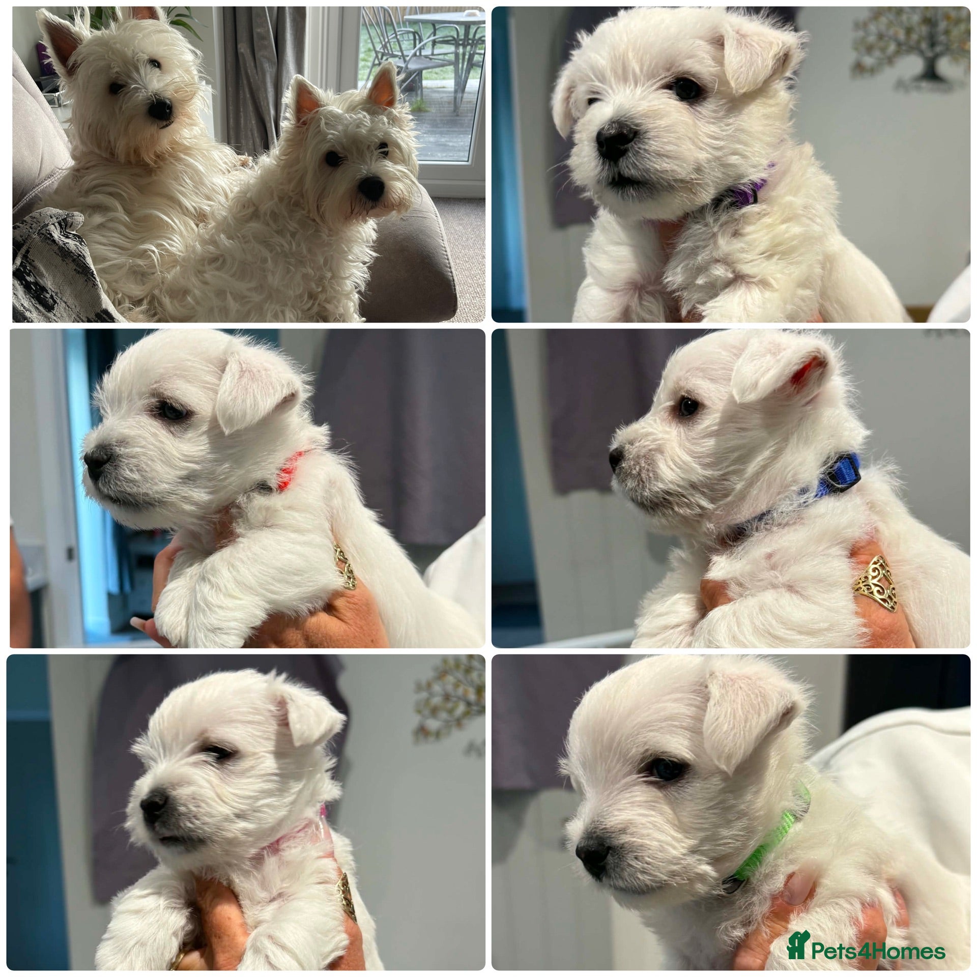 West Highland Terrier dogs KC registered Beautiful Westie puppies coi 1.6 - Advert 3