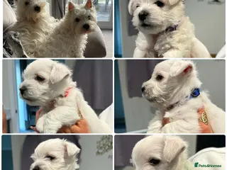 West Highland Terrier dogs KC registered Beautiful Westie puppies coi 1.6 - Advert 3