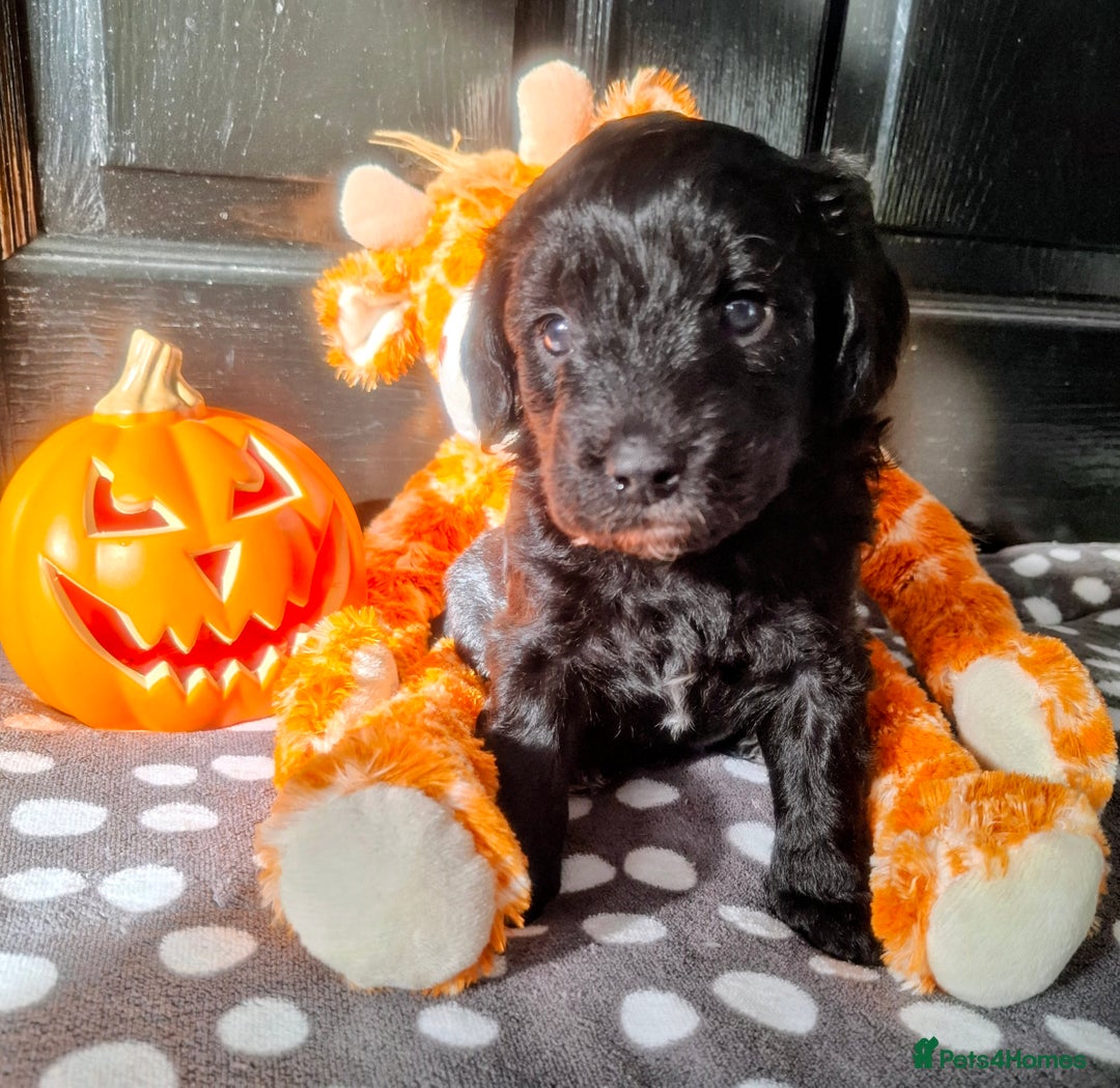 Cockapoo dogs for sale: Stunning cockapoo puppies  - Image 3