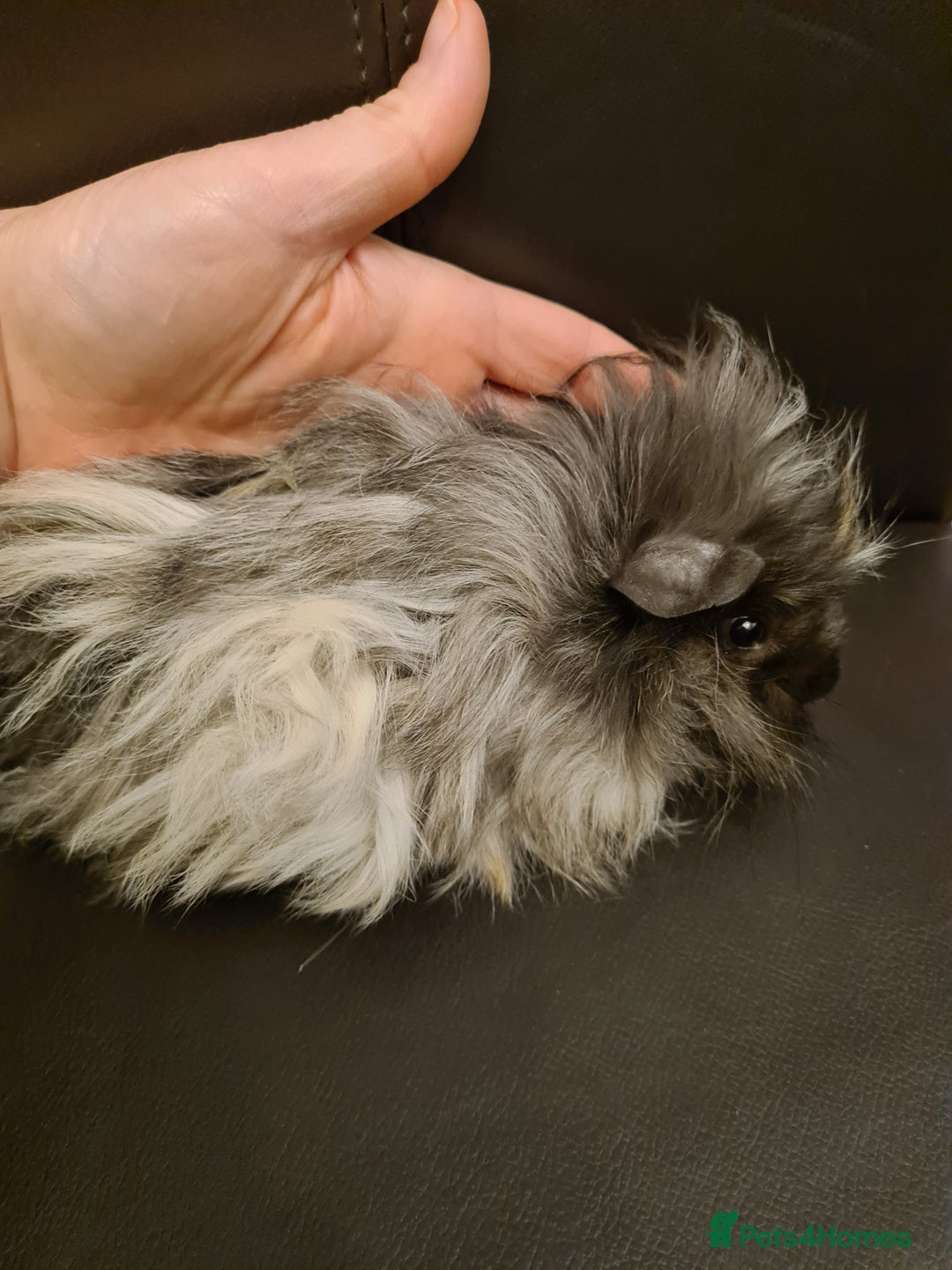 Guinea Pig rodents for sale: Long haired Peruvian-cross baby boys - Image 4