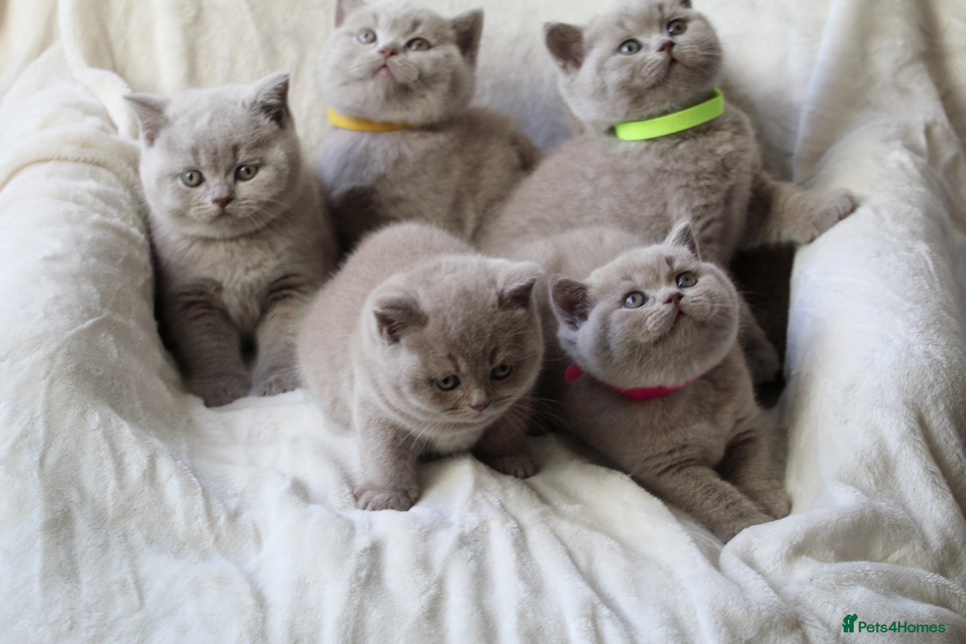 British Shorthair cats GCCF British Shorthair Kittens  - Advert 1