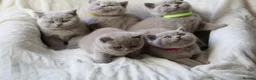British Shorthair cats for sale: GCCF British Shorthair Kittens  - Advert 1
