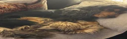 Cocker Spaniel dogs for stud: Show type cocker spaniel - Advert 6