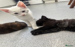 British Longhair cats for sale: 5 kittens available  - Image 7