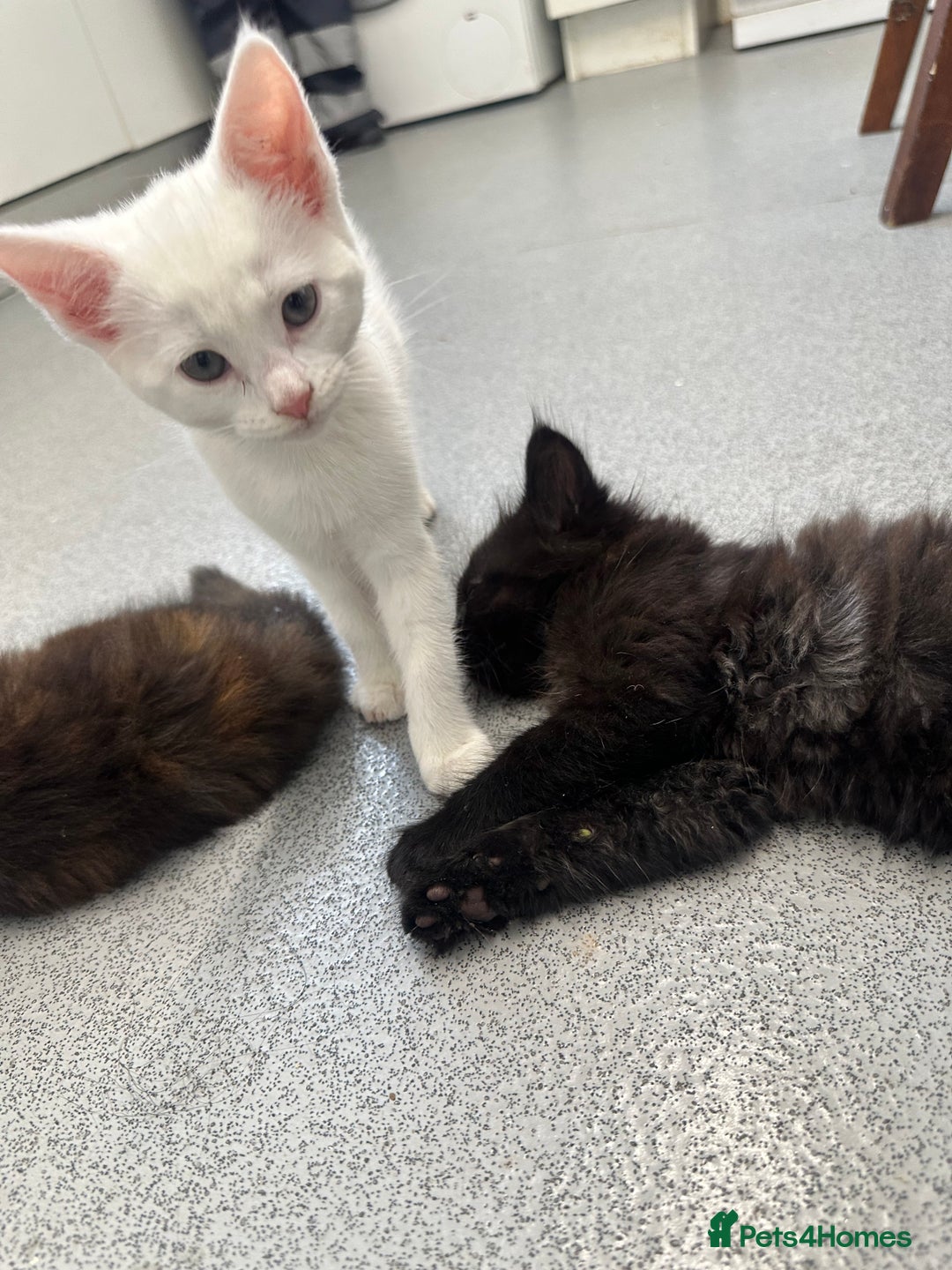 British Longhair cats for sale: 5 kittens available  - Image 7