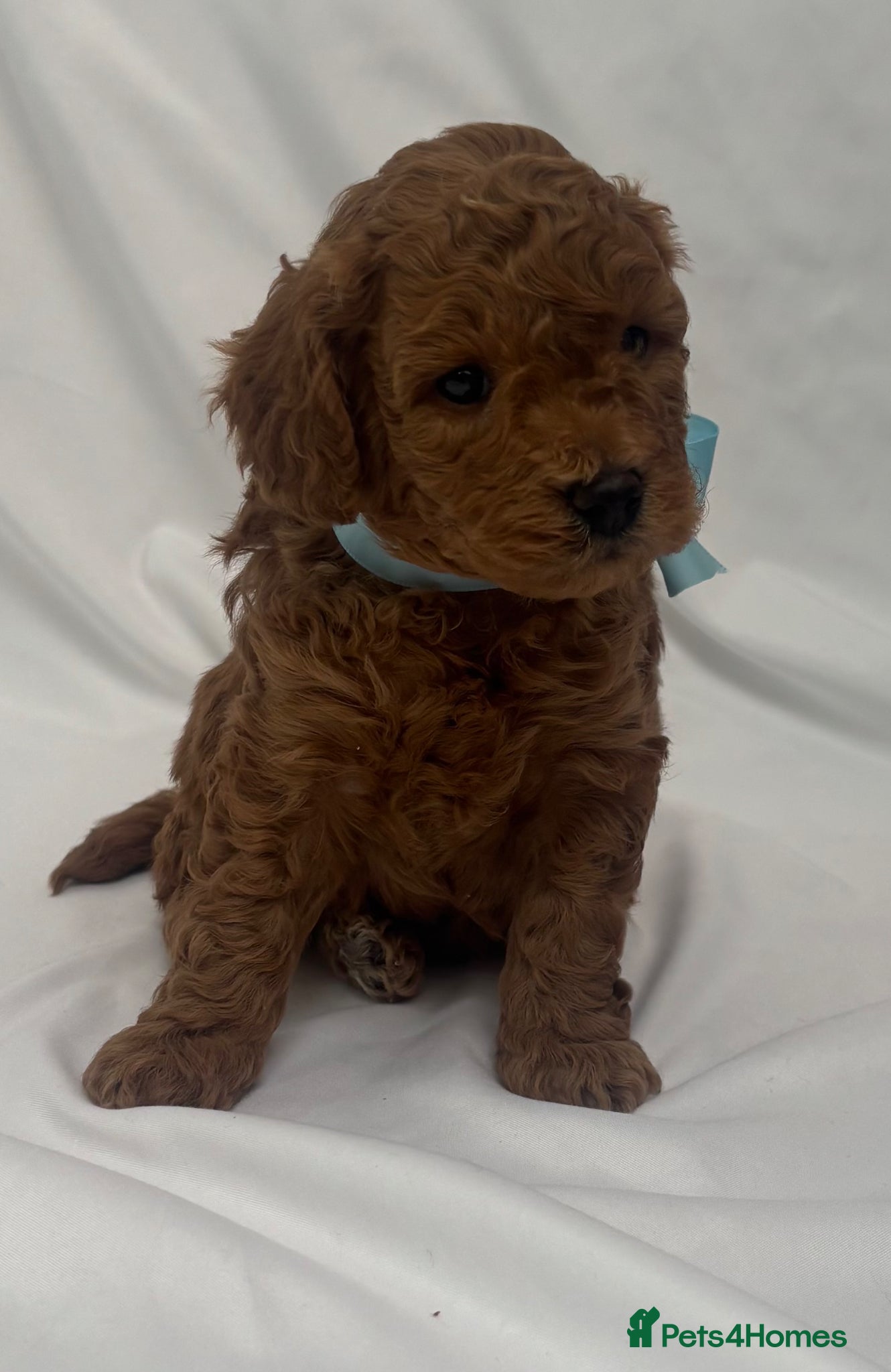 Cavapoo dogs Extensively Health Tested Toy Red Cavapoos - Advert 4