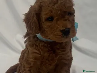 Cavapoo dogs Extensively Health Tested Toy Red Cavapoos - Advert 4