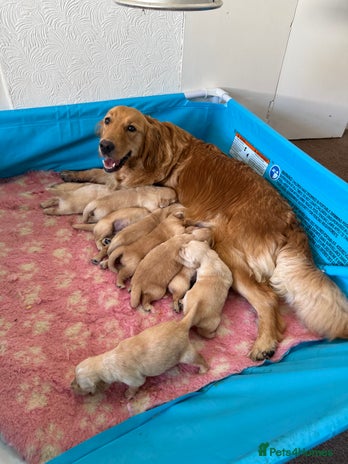 Golden Retriever dogs - Advert 4