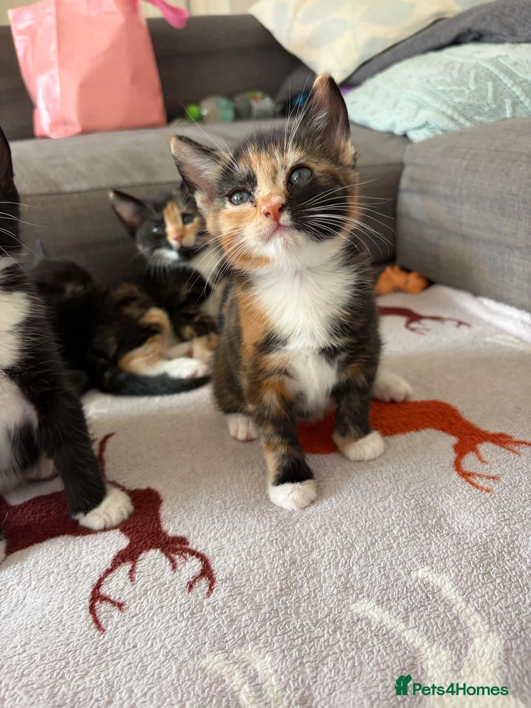Mixed Breed cats for sale: Beautiful Part-Ragdoll Kittens in Bristol - Advert 2