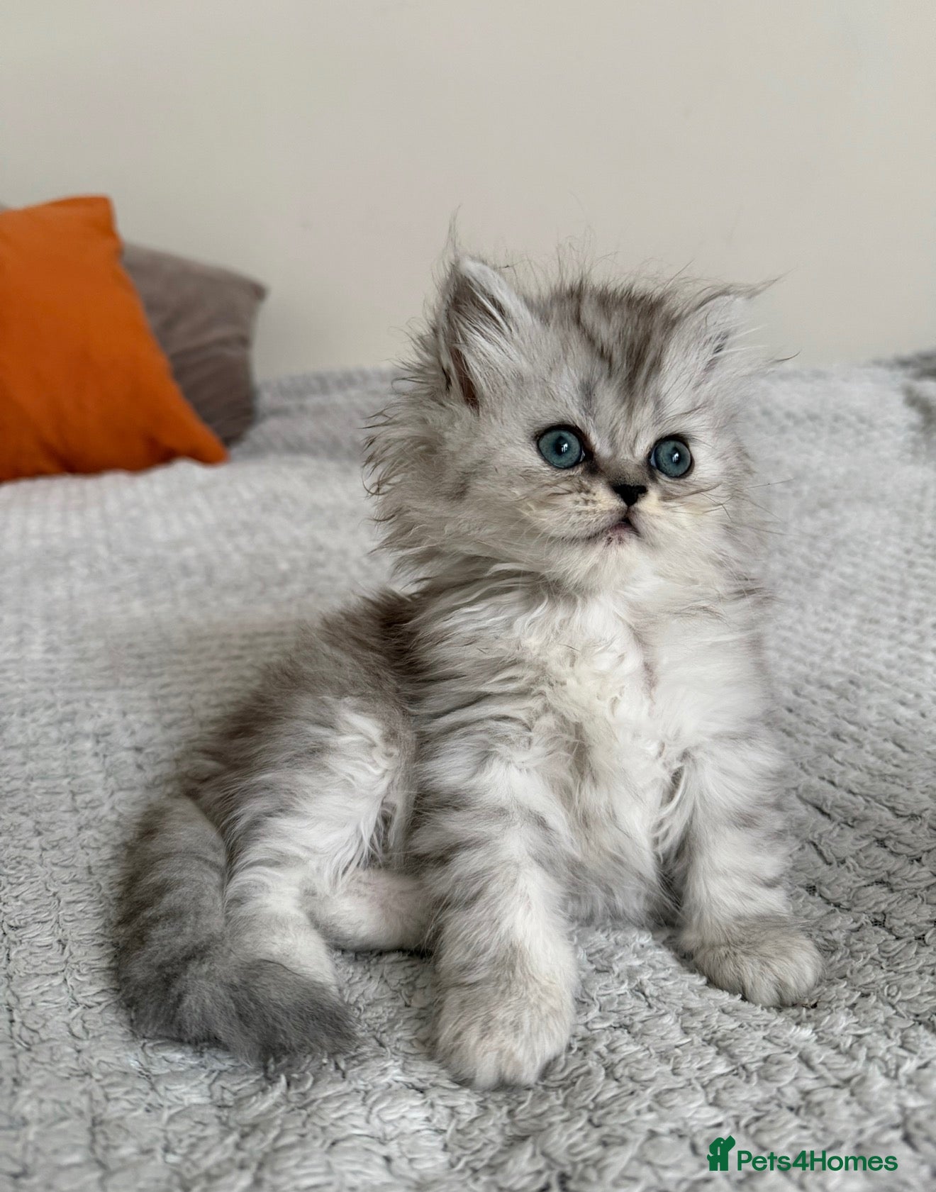 Persian cats Fluffy Persian kittens for SALE - Advert 2