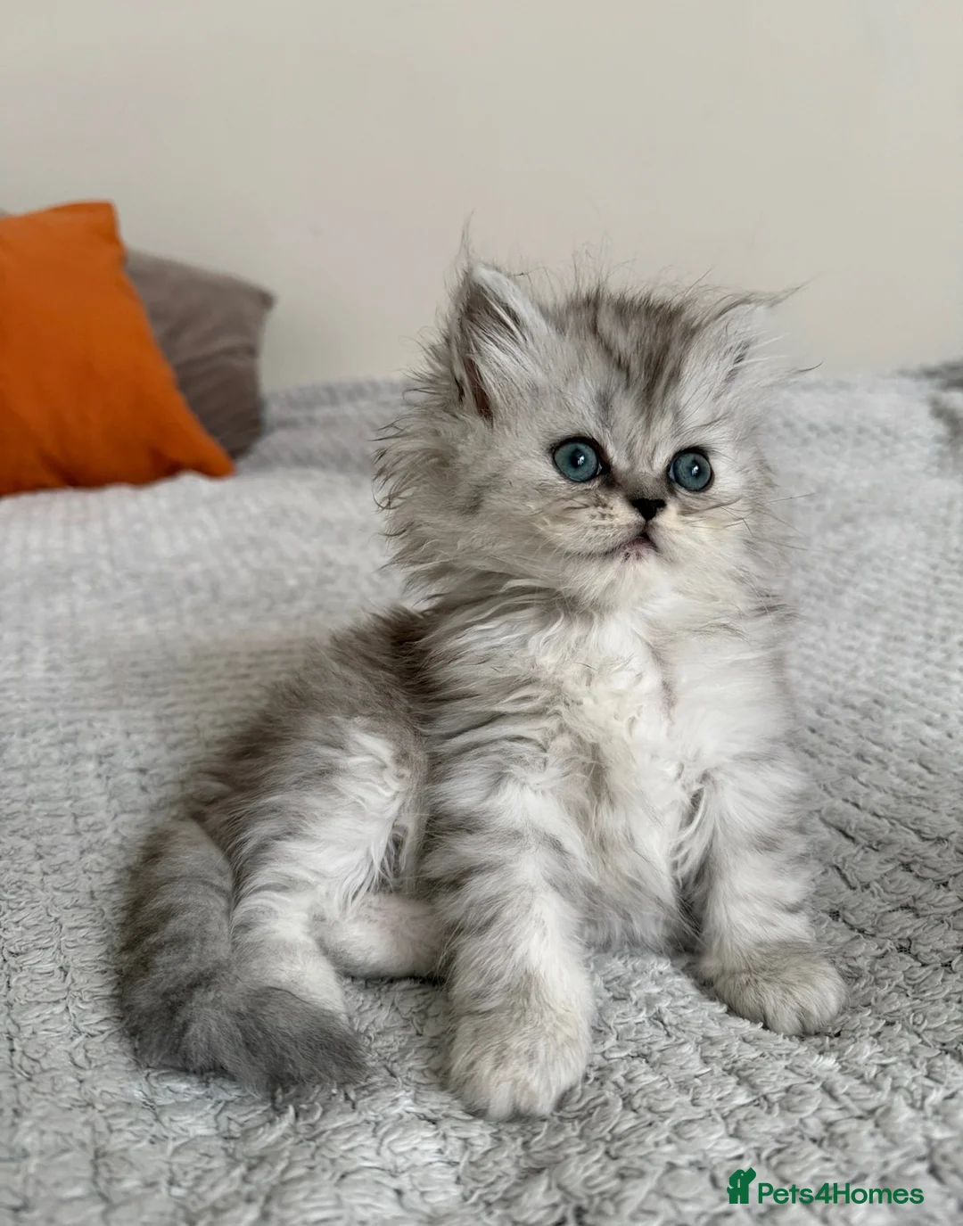 Persian cats for sale: Fluffy Persian kittens for SALE - Advert 2