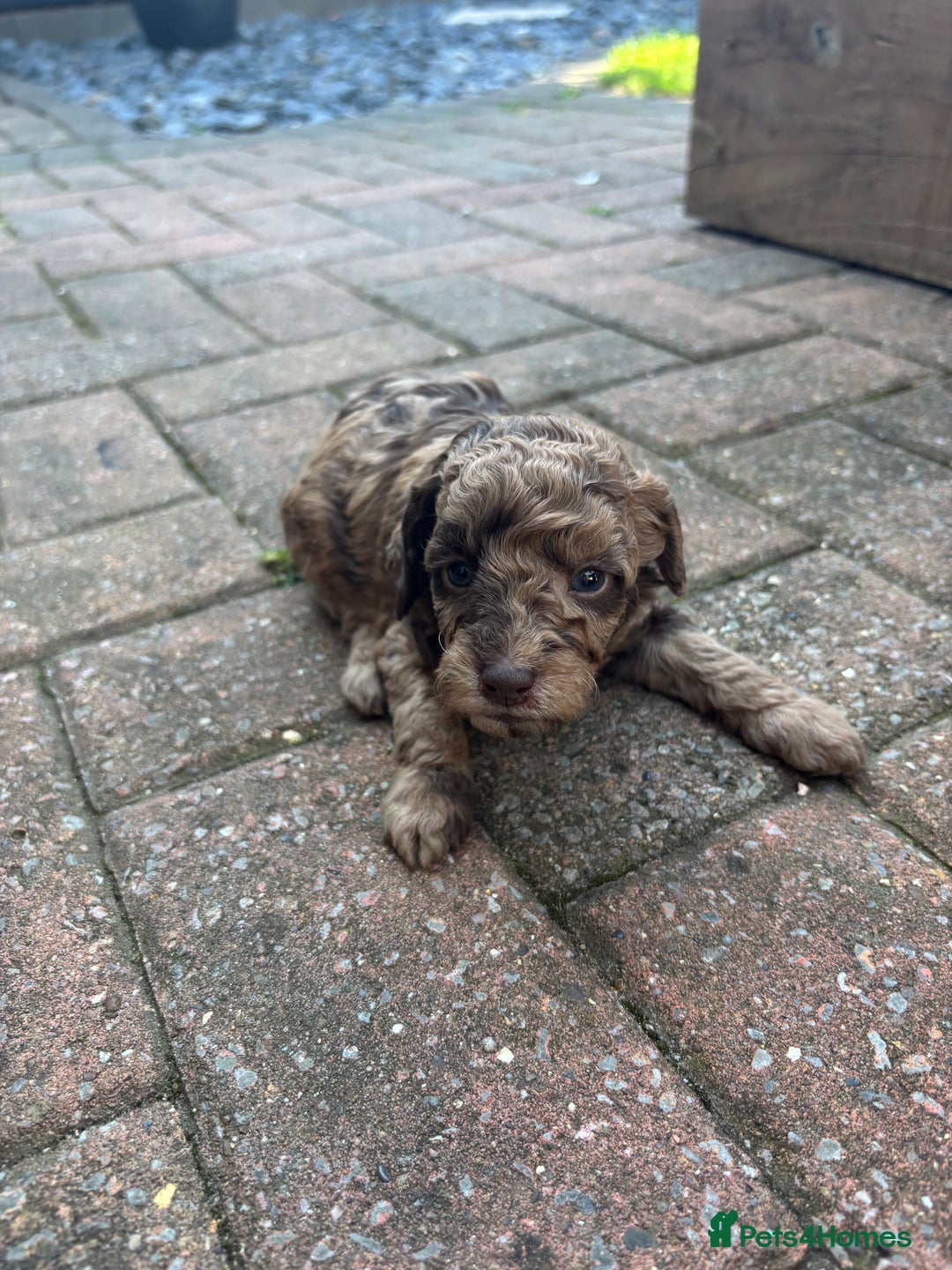 Miniature Poodle dogs for sale: Miniature poodles REDUCED READY TO LEAVE NOW  - Image 19