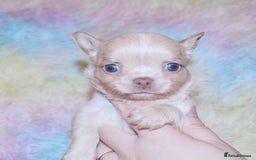 Chihuahua dogs for sale: KC REG HEALTH TESTED CHIHUAHUA BABIES - Image 12