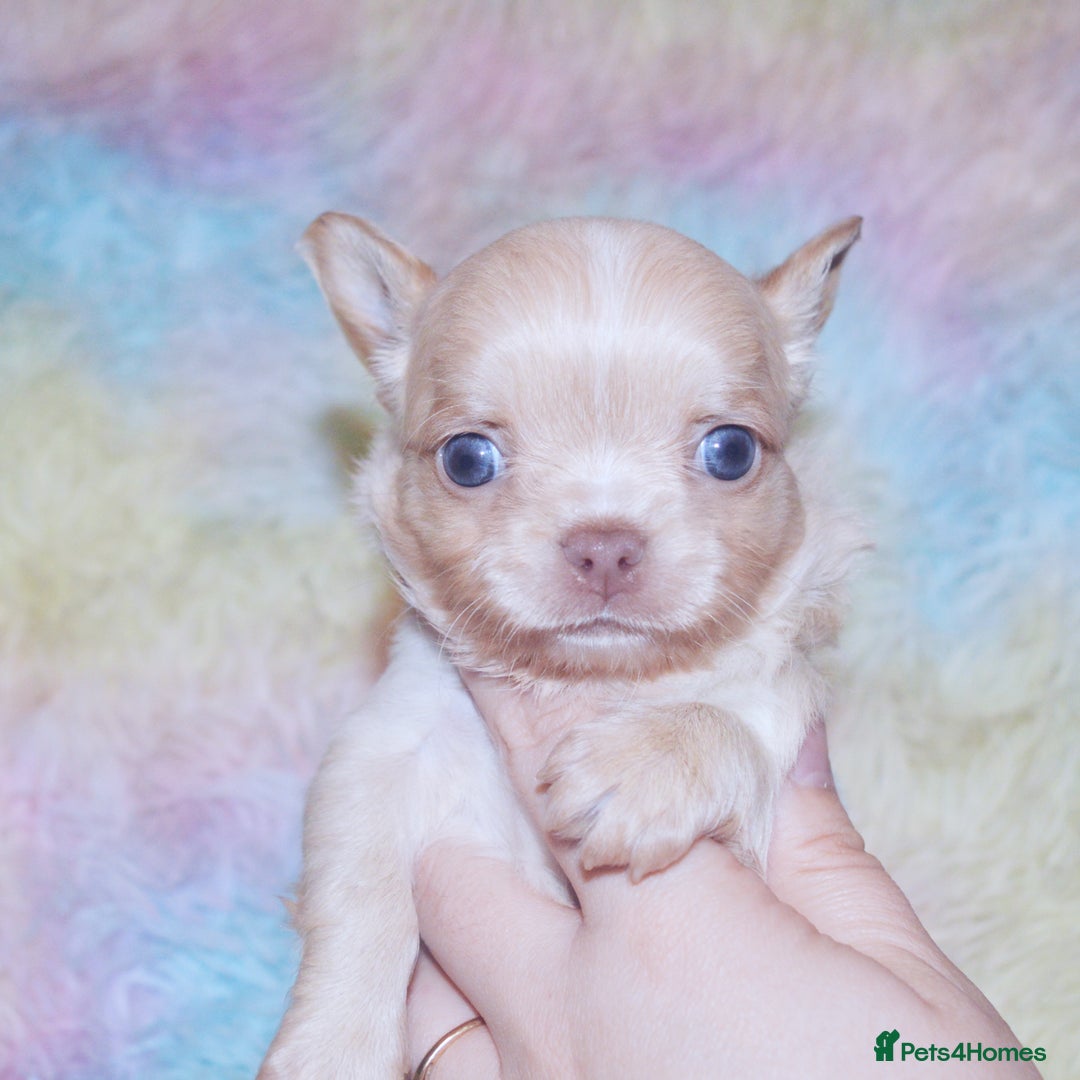 Chihuahua dogs for sale: KC REG HEALTH TESTED CHIHUAHUA BABIES - Image 12