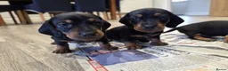 Miniature Dachshund dogs for sale: Miniature dachshund puppies for sale in Ipswich - Advert 4
