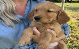 Golden Retriever dogs for sale: Beautiful KC Golden Retriever Puppies - Image 31