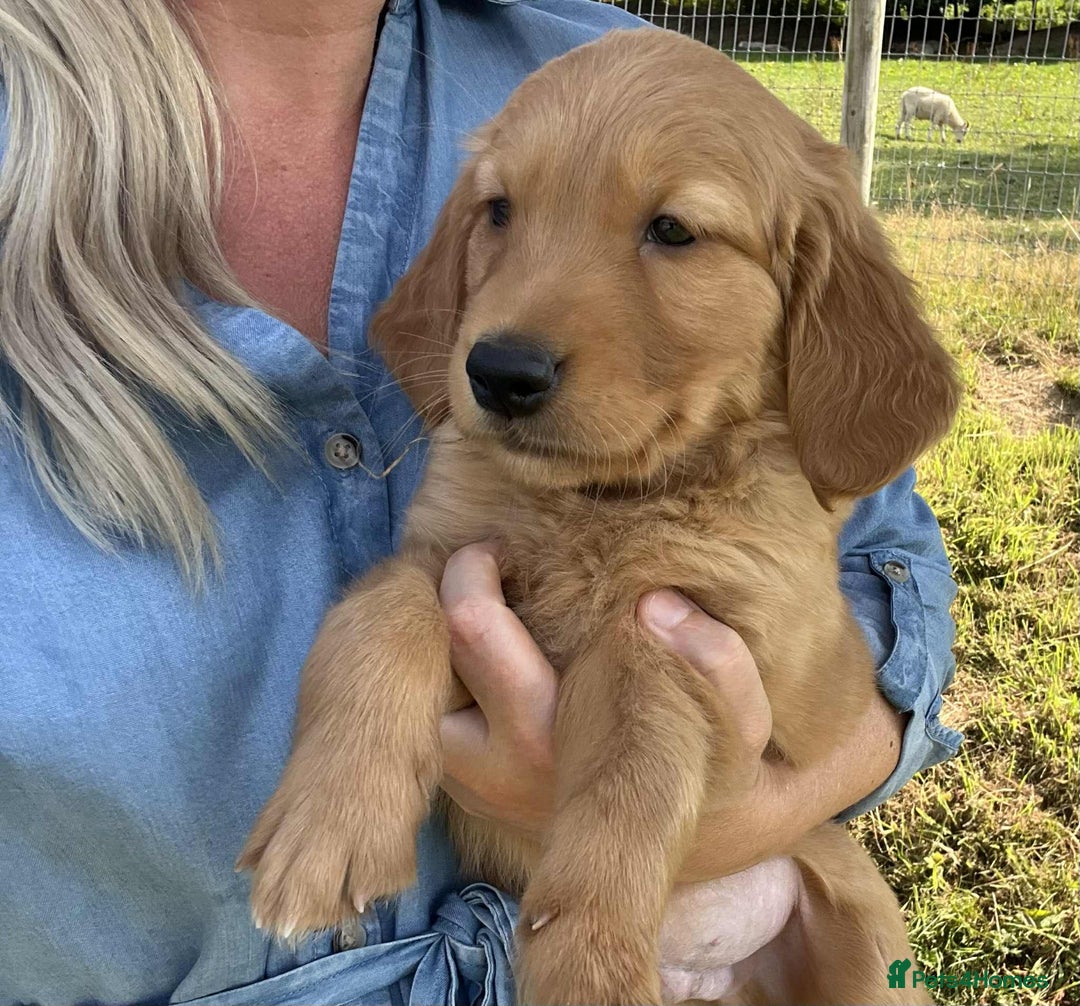 Golden Retriever dogs for sale: Beautiful KC Golden Retriever Puppies - Image 31