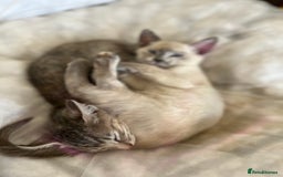 Siamese cats for sale: Siamese X kittens for sale 2 left  - Image 2