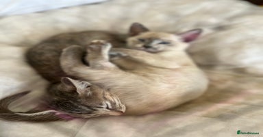 Siamese cats - Advert 4