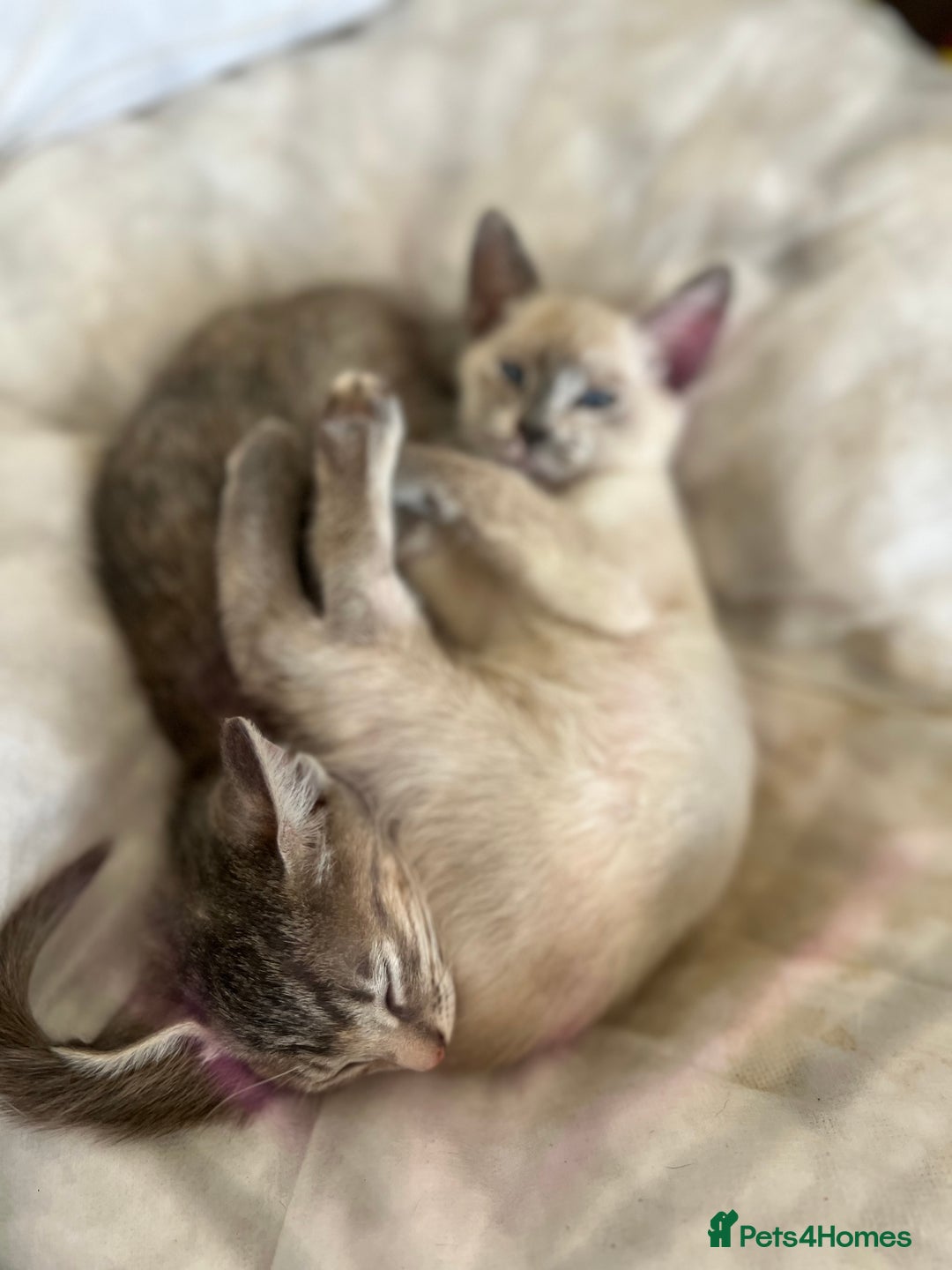 Siamese cats for sale: Siamese X kittens for sale 2 left  - Image 2