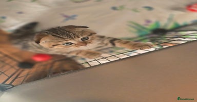 British Shorthair cats 😍READY!! 😘kittens with rare colouring🥰 - Advert 13