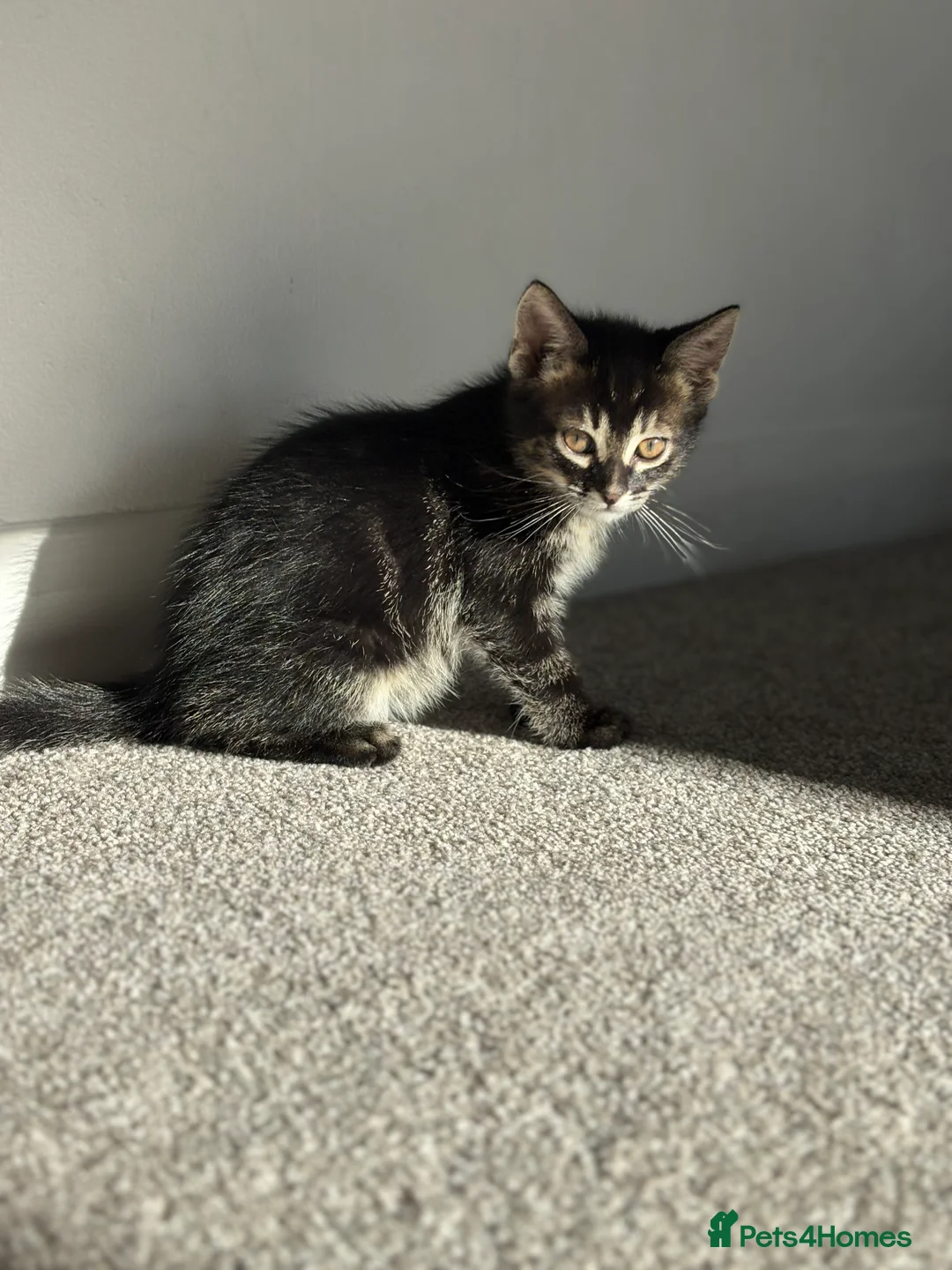 Mixed Breed cats for sale: Beautiful confident kittens looking for home  - Advert 2