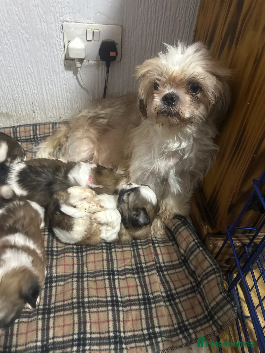Shih Tzu dogs for sale: Shih tzu puppies ready to go  - Advert 16