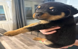 Rottweiler dogs for sale: Chunky Rottweiler puppy’s  - Image 4