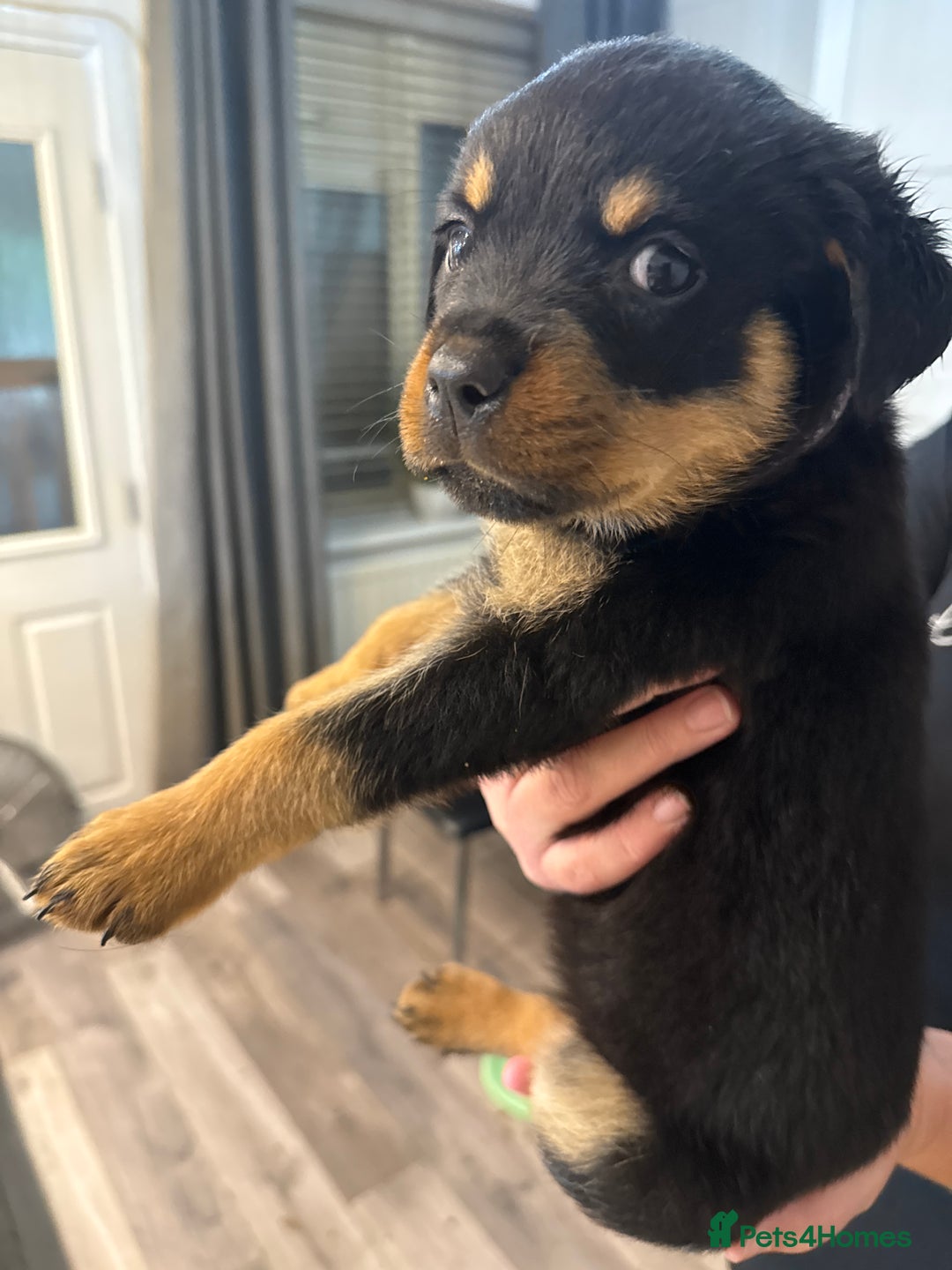 Rottweiler dogs for sale: Chunky Rottweiler puppy’s  - Image 4