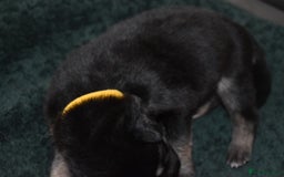 Shepsky dogs for sale: German shepherd x husky puppies - Image 19