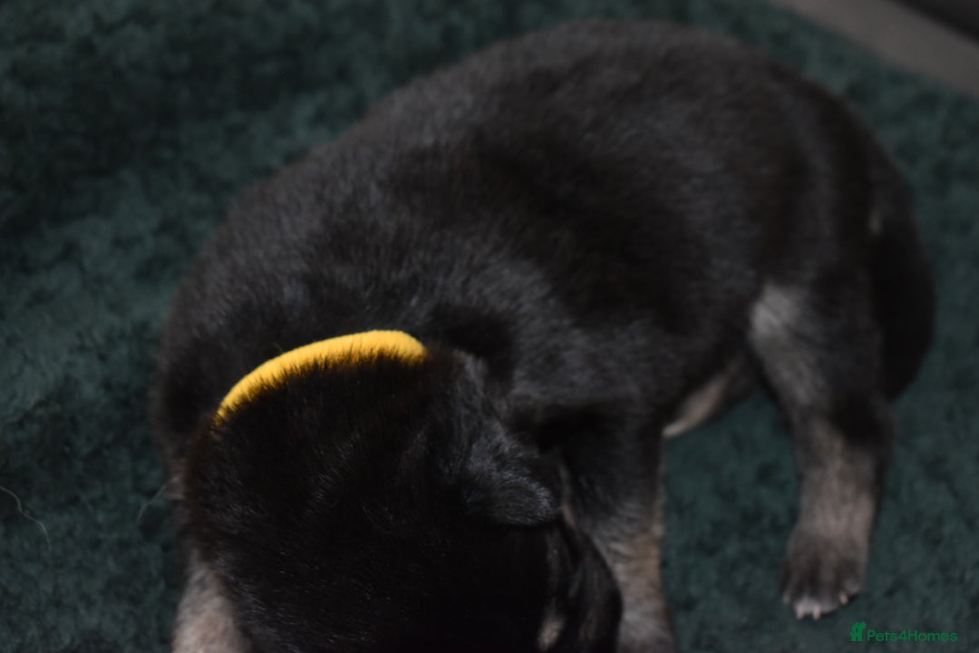 Shepsky dogs for sale: German shepherd x husky puppies - Image 19