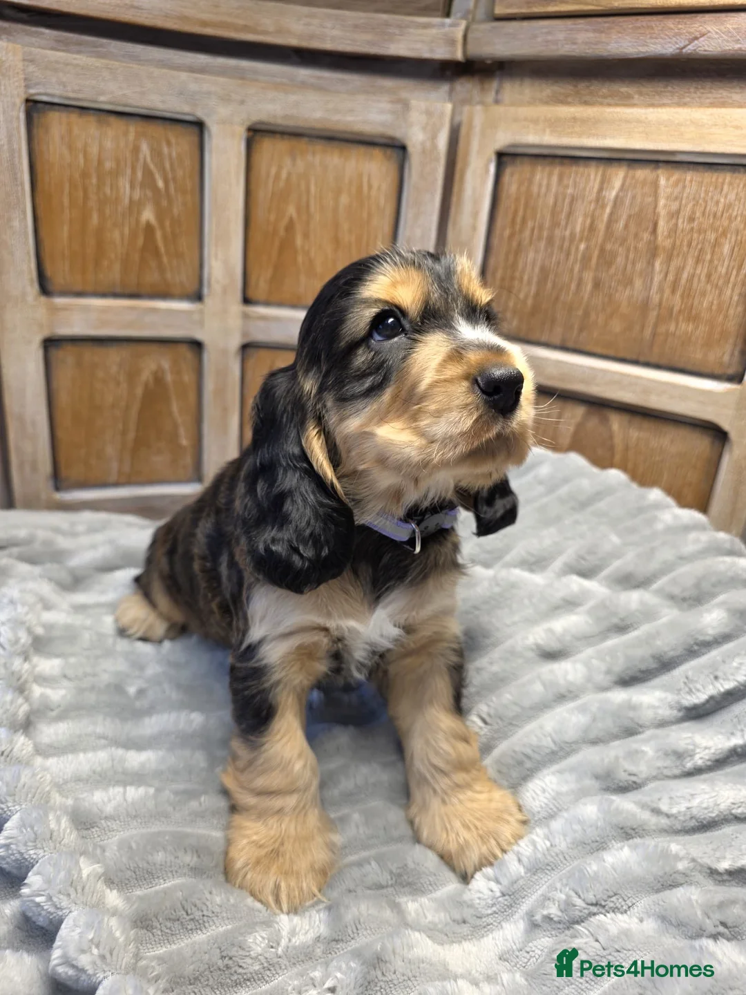 Cocker Spaniel dogs for sale: Show Cocker Spaniels - Advert 14