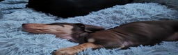 Dachshund dogs for stud: Harley (kleinartemis apollo) kc name  in Glasgow - Advert 5