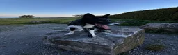 Border Collie dogs for sale: Beau aged 1 (nearly 2)  - Advert 5