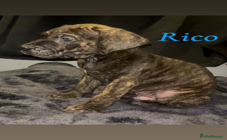 Presa Canario dogs Beautiful presa canario puppies!! - Advert 1