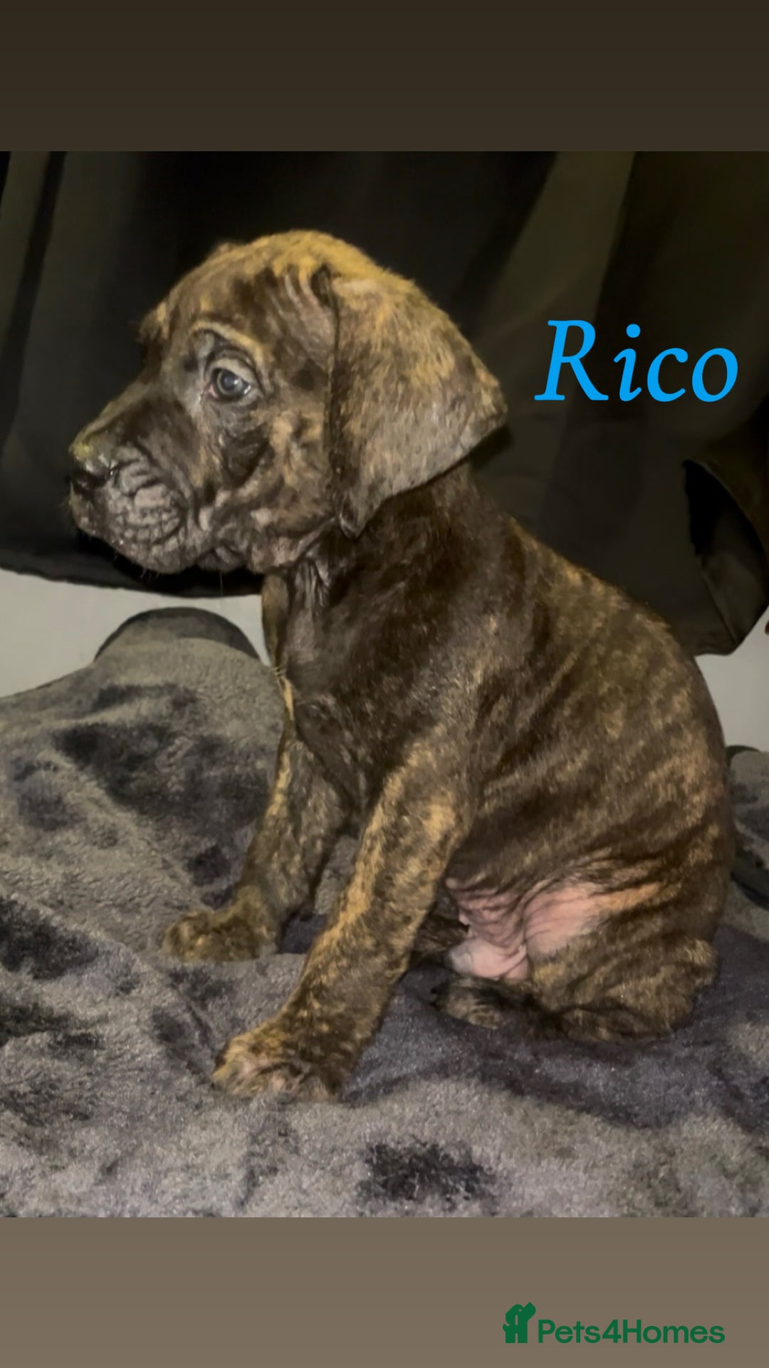 Presa Canario dogs for sale: Beautiful presa canario puppies!! - Advert 1