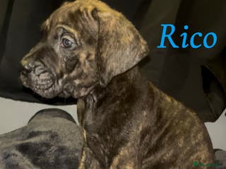 Presa Canario dogs Beautiful presa canario puppies!! - Advert 23