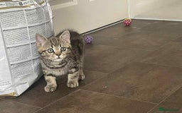 British Shorthair cats for sale: Silver spotted British Shorthair kittens  - Image 17
